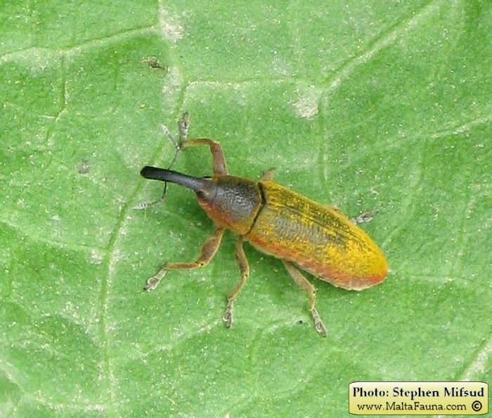 Lixus pulverulentus (Elongated Bean Weevil). This page is part of www.MaltaWildPlants.com website by Stephen Mifsud, Malta
