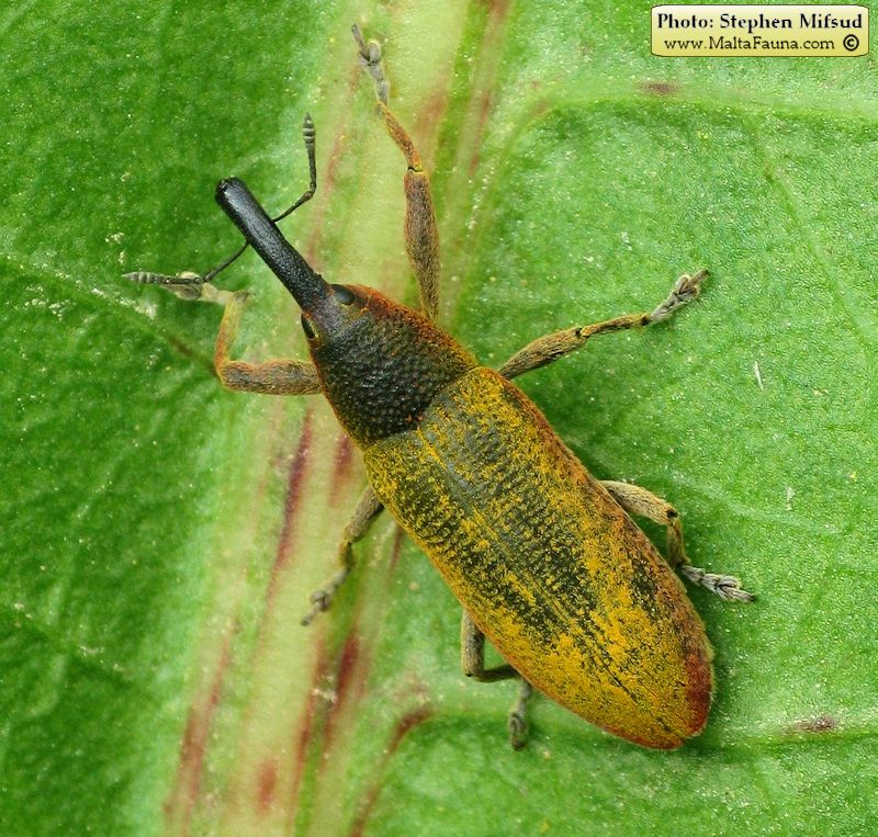 Lixus pulverulentus (Elongated Bean Weevil). This page is part of www.MaltaWildPlants.com website by Stephen Mifsud, Malta