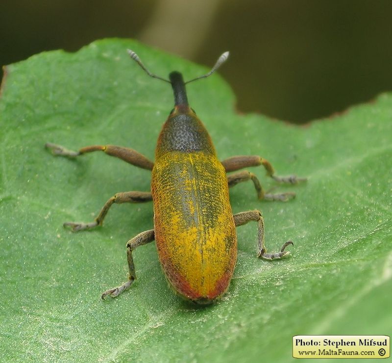 Lixus pulverulentus (Elongated Bean Weevil). This page is part of www.MaltaWildPlants.com website by Stephen Mifsud, Malta