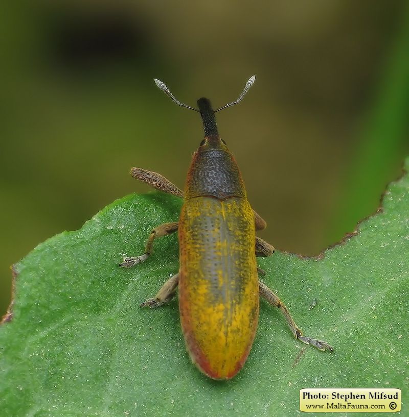 Lixus pulverulentus (Elongated Bean Weevil). This page is part of www.MaltaWildPlants.com website by Stephen Mifsud, Malta