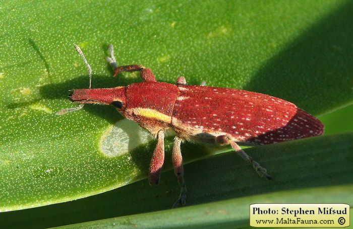 Lixus vilis (English name not known). This page is part of www.MaltaWildPlants.com website by Stephen Mifsud, Malta