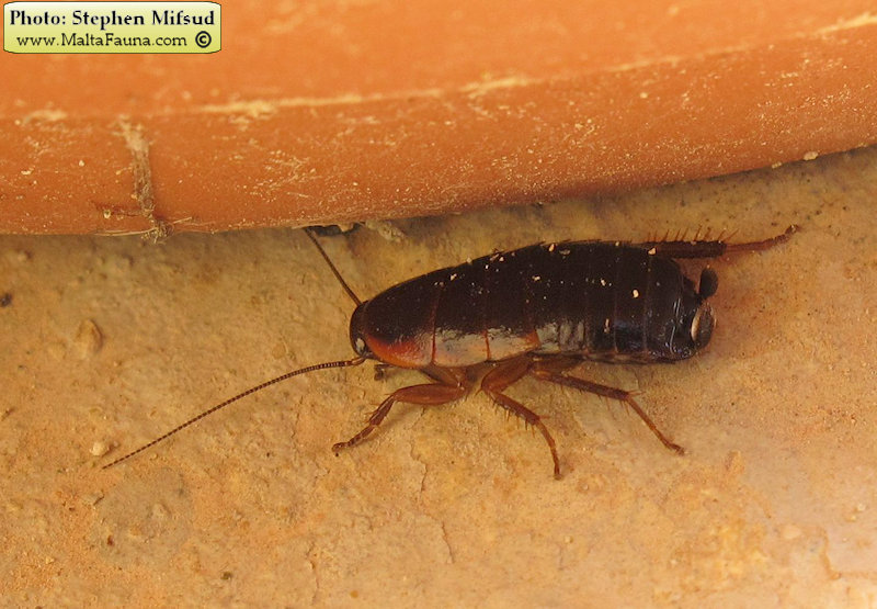 Loboptera decipiens (Field Cockroach). This page is part of www.MaltaWildPlants.com website by Stephen Mifsud, Malta