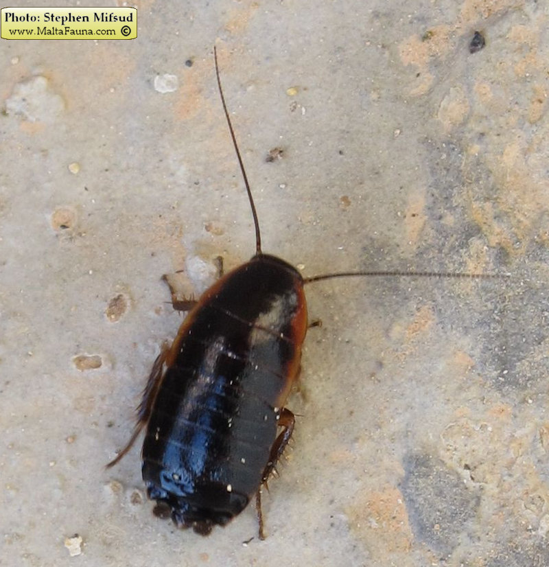 Loboptera decipiens (Field Cockroach). This page is part of www.MaltaWildPlants.com website by Stephen Mifsud, Malta