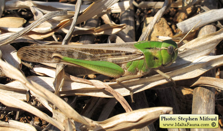Locusta migratoria (Migratory locust). This page is part of www.MaltaWildPlants.com website by Stephen Mifsud, Malta
