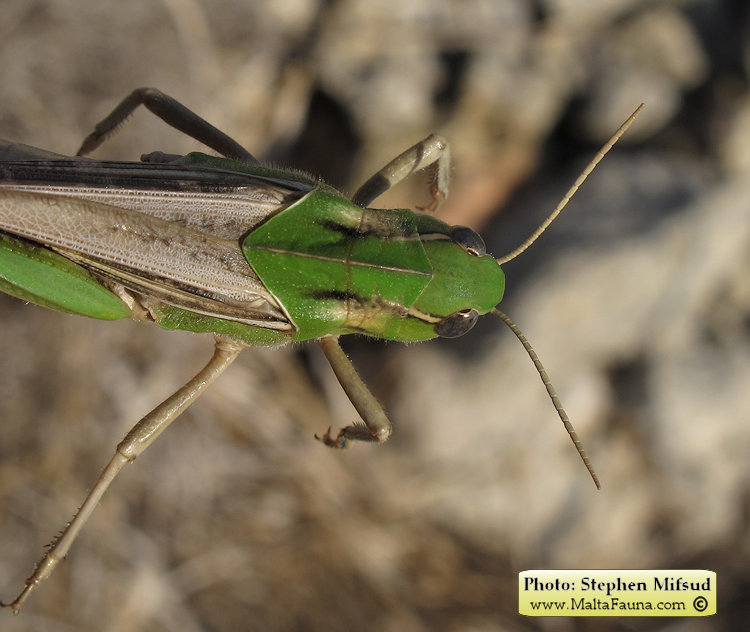 Locusta migratoria (Migratory locust). This page is part of www.MaltaWildPlants.com website by Stephen Mifsud, Malta