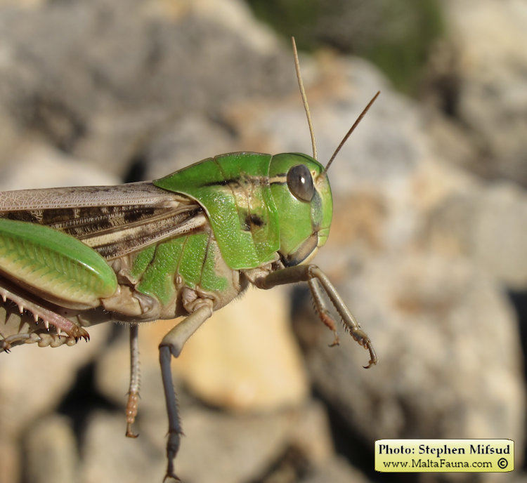 Locusta migratoria (Migratory locust). This page is part of www.MaltaWildPlants.com website by Stephen Mifsud, Malta