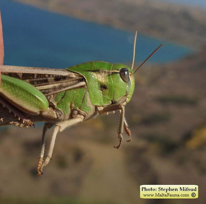 Locusta migratoria (Migratory locust). This page is part of www.MaltaWildPlants.com website by Stephen Mifsud, Malta