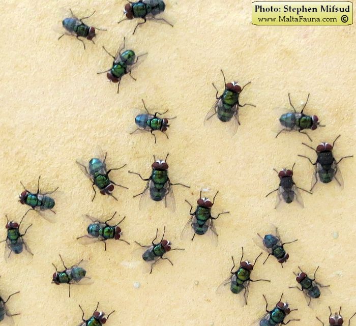 Lucilia sericata (Common Green Bottle fly). This page is part of www.MaltaWildPlants.com website by Stephen Mifsud, Malta