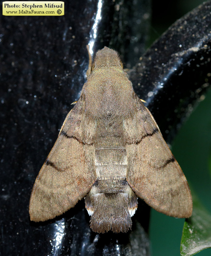 Macroglossum stellatarum (Hummingbird Hawk Moth). This page is part of www.MaltaWildPlants.com website by Stephen Mifsud, Malta