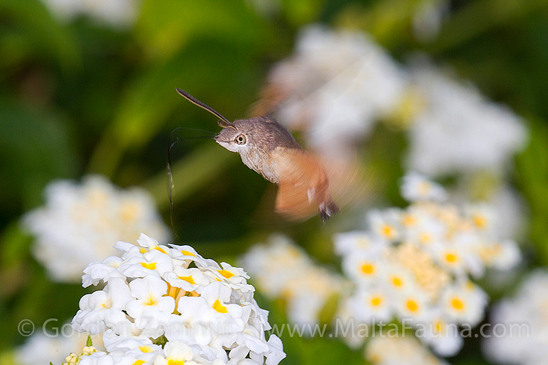 Macroglossum stellatarum (Hummingbird Hawk Moth). This page is part of www.MaltaWildPlants.com website by Stephen Mifsud, Malta