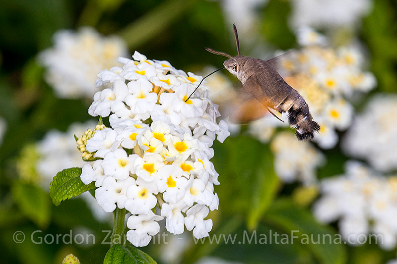 Macroglossum stellatarum (Hummingbird Hawk Moth). This page is part of www.MaltaWildPlants.com website by Stephen Mifsud, Malta