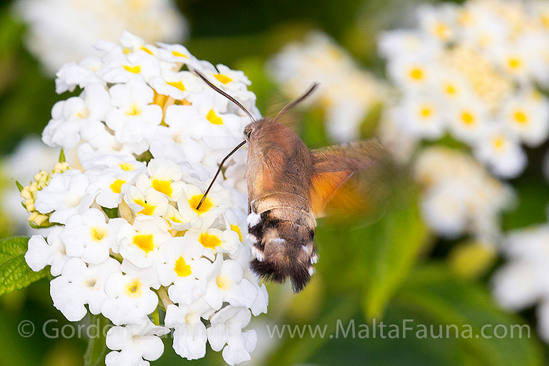 Macroglossum stellatarum (Hummingbird Hawk Moth). This page is part of www.MaltaWildPlants.com website by Stephen Mifsud, Malta