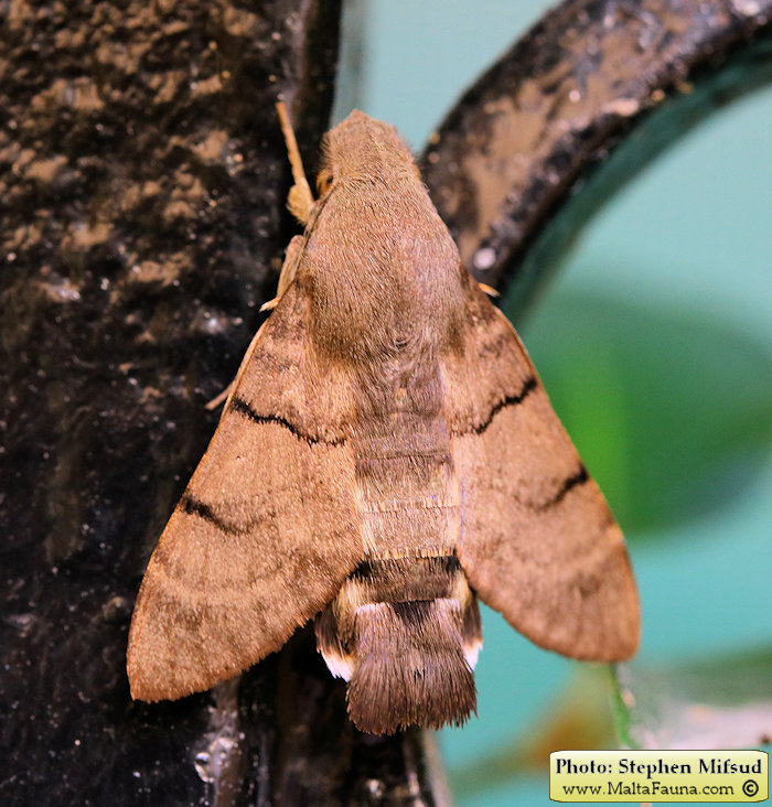 Macroglossum stellatarum (Hummingbird Hawk Moth). This page is part of www.MaltaWildPlants.com website by Stephen Mifsud, Malta