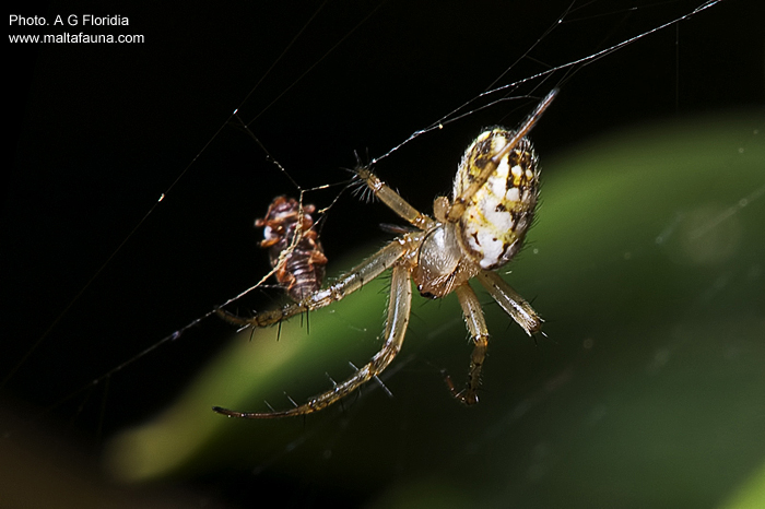 Mangora acalypha (Lined Orb-Weaver). This page is part of www.MaltaWildPlants.com website by Stephen Mifsud, Malta