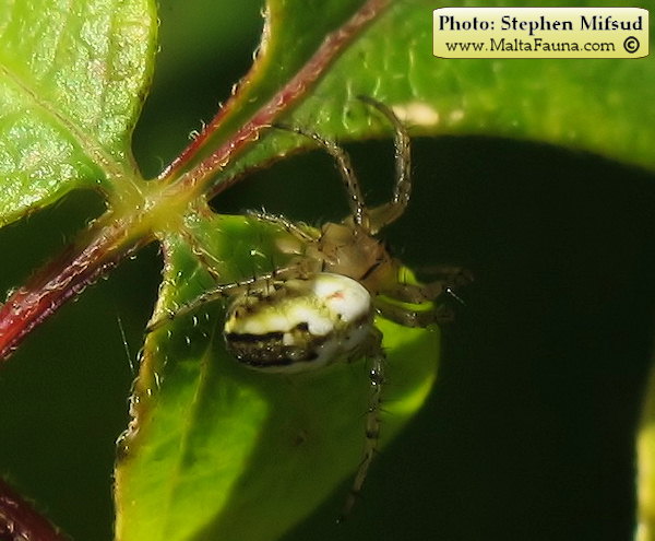 Mangora acalypha (Lined Orb-Weaver). This page is part of www.MaltaWildPlants.com website by Stephen Mifsud, Malta