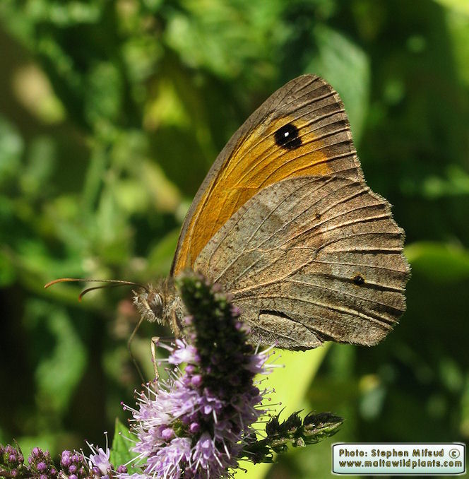 Maniola jurtina hyperhispulla (Meadow Brown). This page is part of www.MaltaWildPlants.com website by Stephen Mifsud, Malta