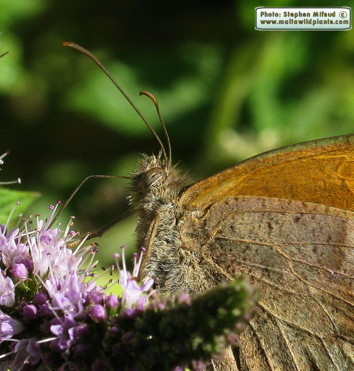 Maniola jurtina hyperhispulla (Meadow Brown). This page is part of www.MaltaWildPlants.com website by Stephen Mifsud, Malta