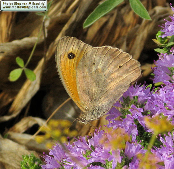 Maniola jurtina hyperhispulla (Meadow Brown). This page is part of www.MaltaWildPlants.com website by Stephen Mifsud, Malta