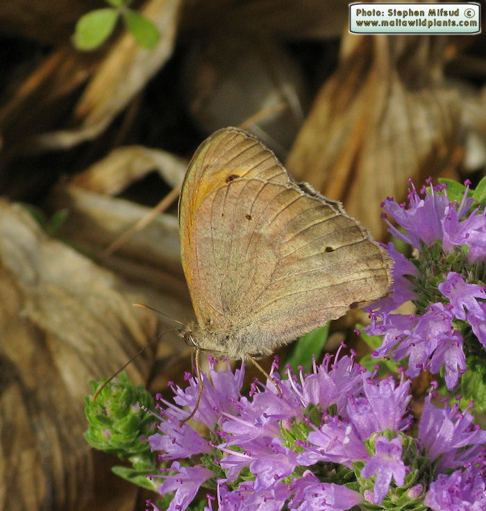 Maniola jurtina hyperhispulla (Meadow Brown). This page is part of www.MaltaWildPlants.com website by Stephen Mifsud, Malta