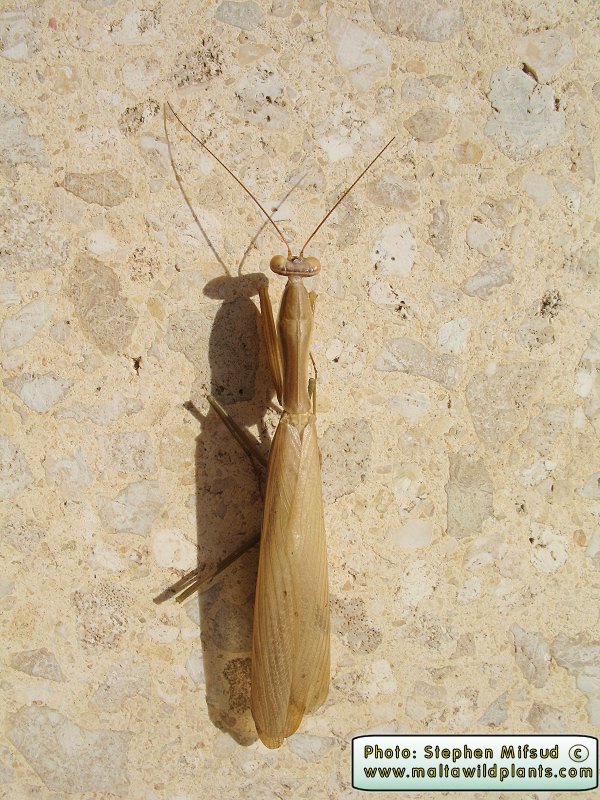 Mantis religiosa (European Mantis). This page is part of www.MaltaWildPlants.com website by Stephen Mifsud, Malta