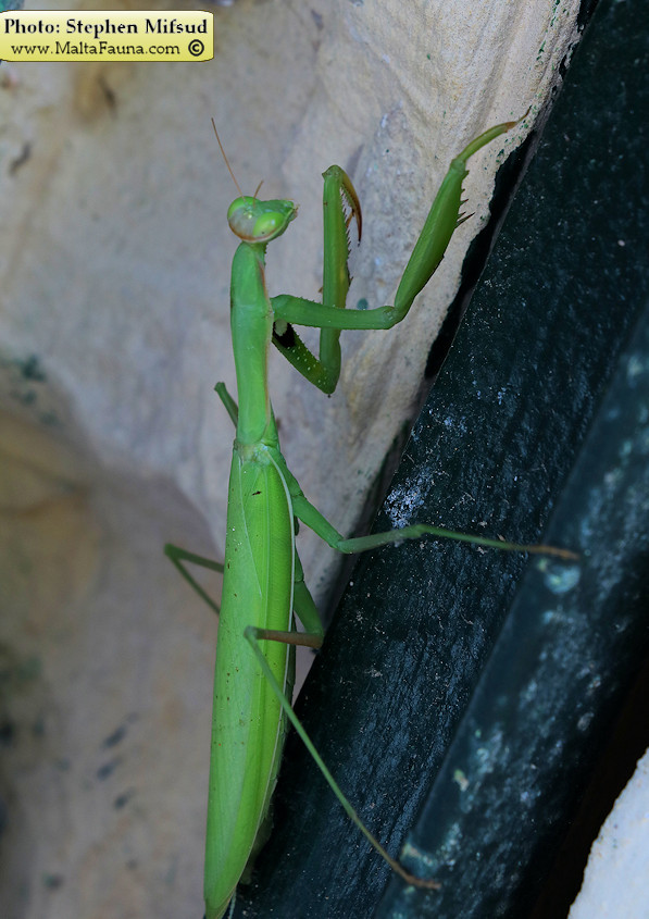 Mantis religiosa (European Mantis). This page is part of www.MaltaWildPlants.com website by Stephen Mifsud, Malta
