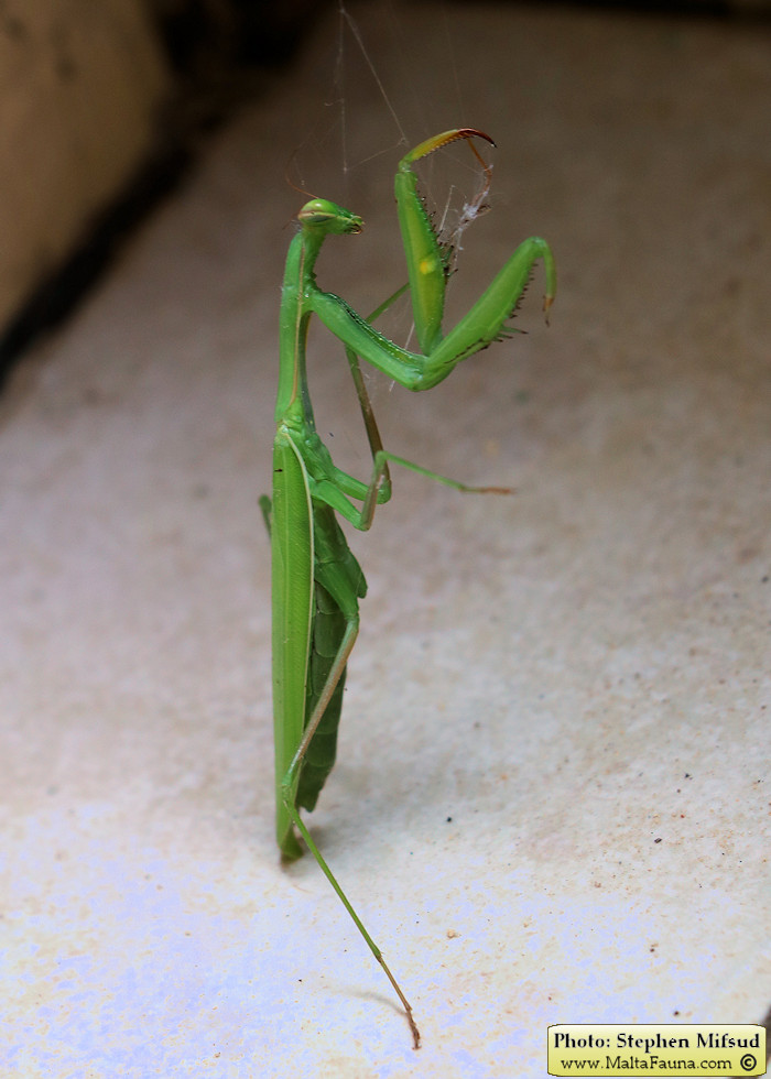 Mantis religiosa (European Mantis). This page is part of www.MaltaWildPlants.com website by Stephen Mifsud, Malta