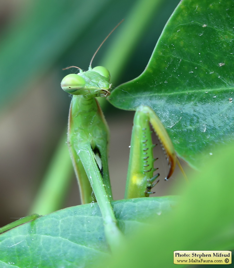 Mantis religiosa (European Mantis). This page is part of www.MaltaWildPlants.com website by Stephen Mifsud, Malta