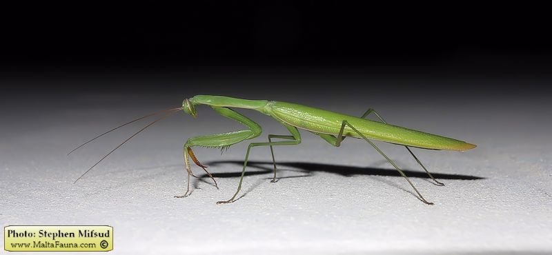 Mantis religiosa (European Mantis). This page is part of www.MaltaWildPlants.com website by Stephen Mifsud, Malta
