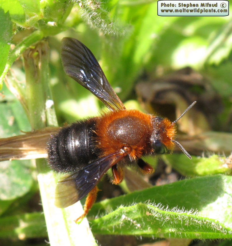 Megachile sicula (Tawny Mining Bee). This page is part of www.MaltaWildPlants.com website by Stephen Mifsud, Malta