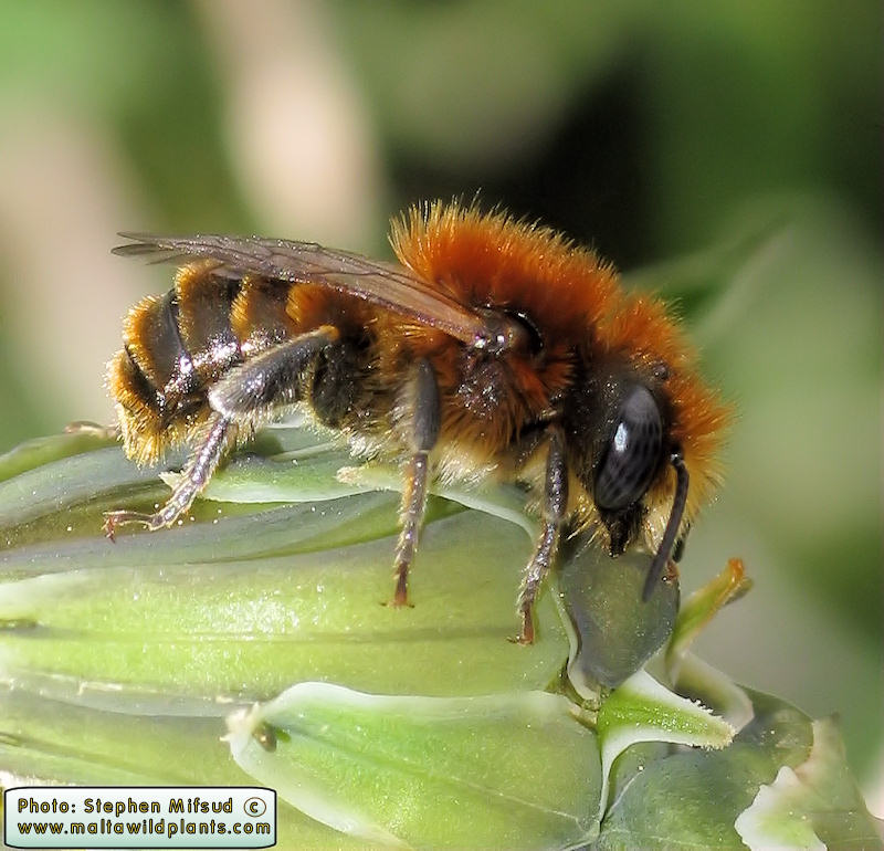 Megachile sicula (Tawny Mining Bee). This page is part of www.MaltaWildPlants.com website by Stephen Mifsud, Malta