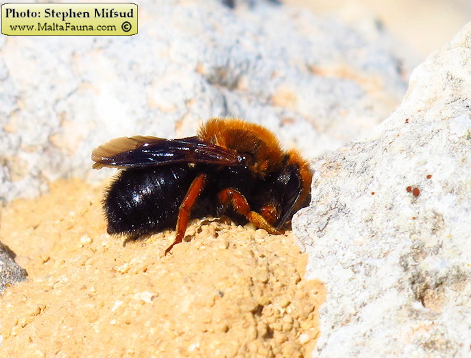 Megachile sicula (Tawny Mining Bee). This page is part of www.MaltaWildPlants.com website by Stephen Mifsud, Malta