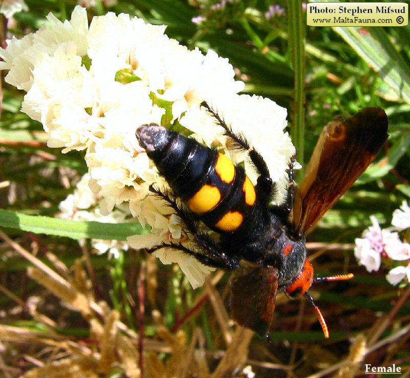 Megascolia bidens (Mammoth Wasp). This page is part of www.MaltaWildPlants.com website by Stephen Mifsud, Malta