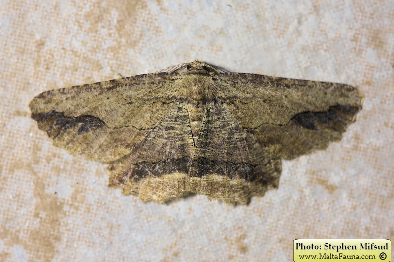 Menophra abruptaria (Waved umber). This page is part of www.MaltaWildPlants.com website by Stephen Mifsud, Malta