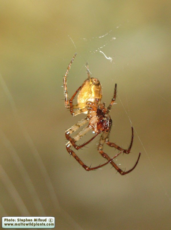 Metellina sp. (Long jawed orb weaver). This page is part of www.MaltaWildPlants.com website by Stephen Mifsud, Malta