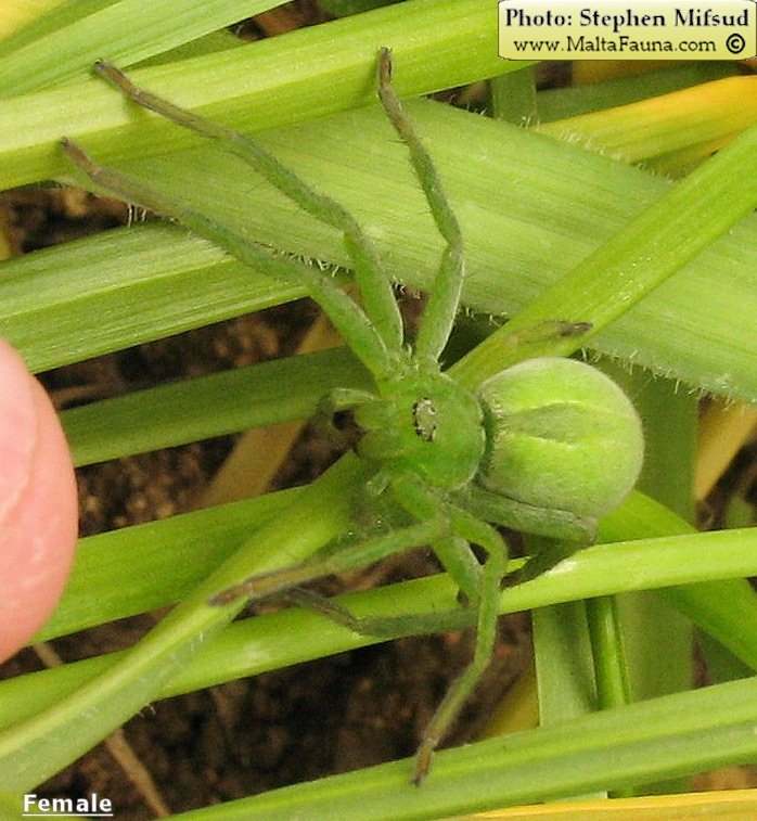 Micrommata ligurina (Green Spider). This page is part of www.MaltaWildPlants.com website by Stephen Mifsud, Malta