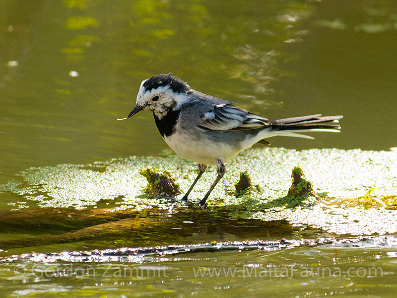 Motacilla alba (White Wagtail). This page is part of www.MaltaWildPlants.com website by Stephen Mifsud, Malta