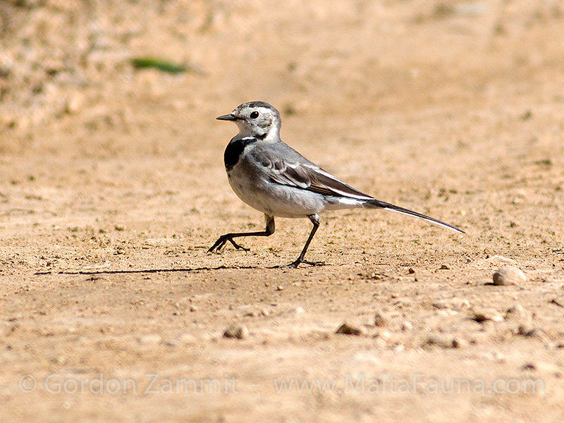 Motacilla alba (White Wagtail). This page is part of www.MaltaWildPlants.com website by Stephen Mifsud, Malta