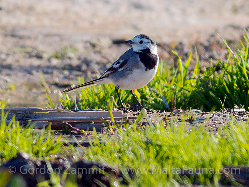 Motacilla alba (White Wagtail). This page is part of www.MaltaWildPlants.com website by Stephen Mifsud, Malta