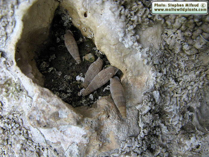 Muticaria macrostoma (Maltese Door Snail). This page is part of www.MaltaWildPlants.com website by Stephen Mifsud, Malta