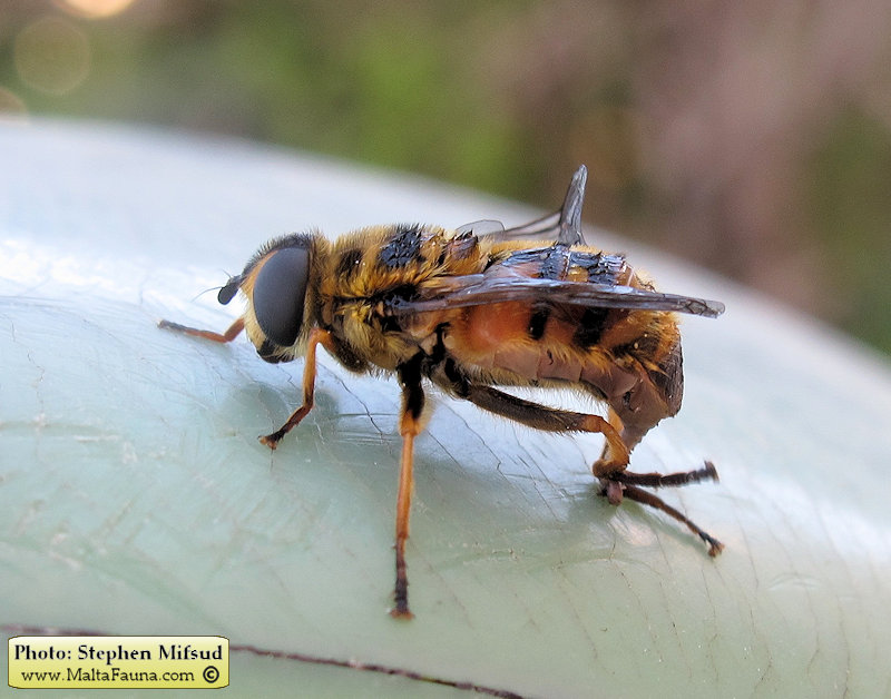 Myathropa florea (). This page is part of www.MaltaWildPlants.com website by Stephen Mifsud, Malta