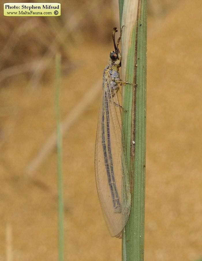 Myrmeleon hyalinus (). This page is part of www.MaltaWildPlants.com website by Stephen Mifsud, Malta