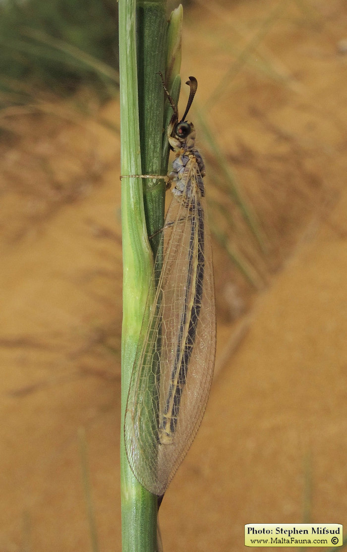 Myrmeleon hyalinus (). This page is part of www.MaltaWildPlants.com website by Stephen Mifsud, Malta