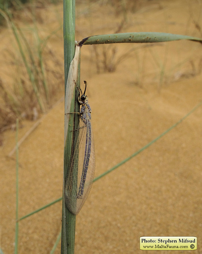 Myrmeleon hyalinus (). This page is part of www.MaltaWildPlants.com website by Stephen Mifsud, Malta