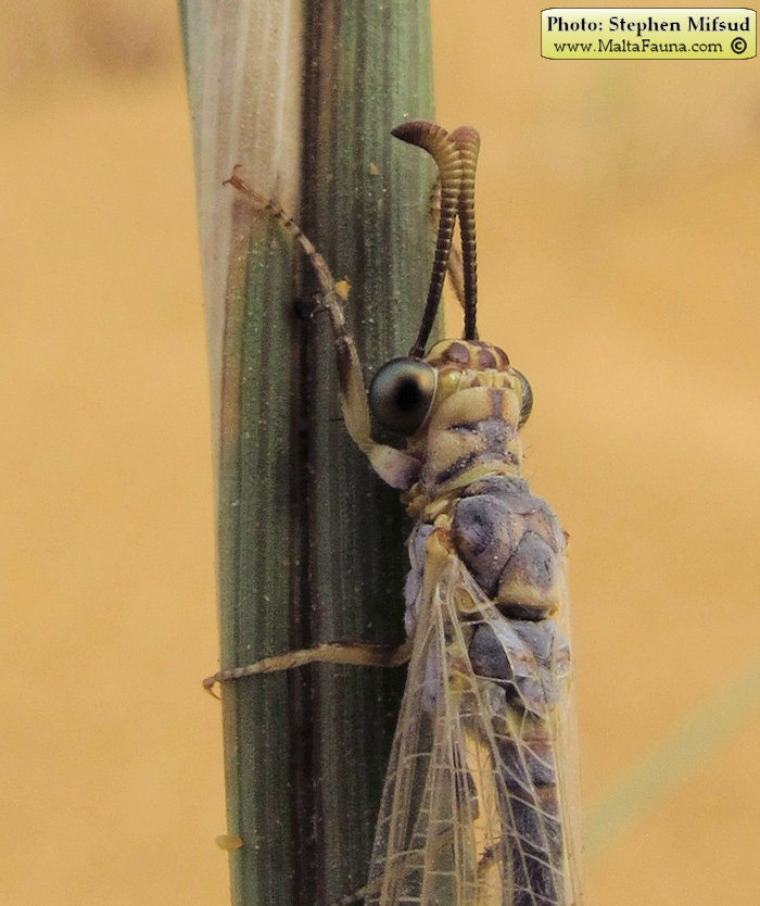 Myrmeleon hyalinus (). This page is part of www.MaltaWildPlants.com website by Stephen Mifsud, Malta