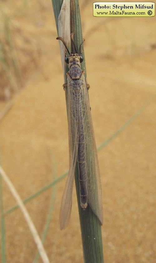 Myrmeleon hyalinus (). This page is part of www.MaltaWildPlants.com website by Stephen Mifsud, Malta