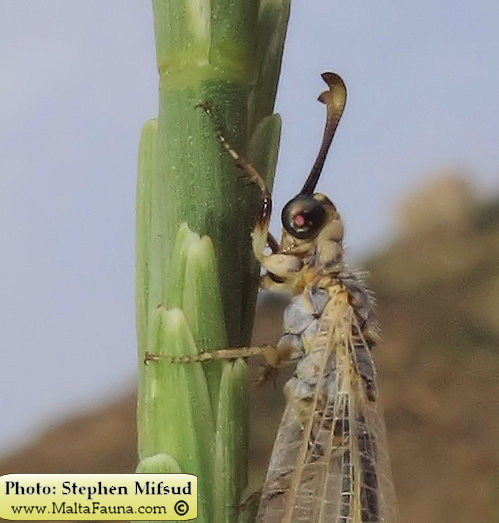 Myrmeleon hyalinus (). This page is part of www.MaltaWildPlants.com website by Stephen Mifsud, Malta