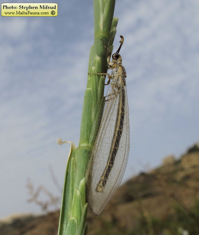 Myrmeleon hyalinus (). This page is part of www.MaltaWildPlants.com website by Stephen Mifsud, Malta