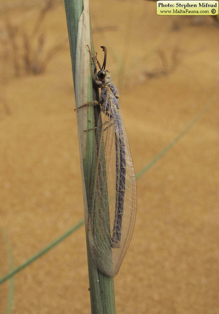 Myrmeleon hyalinus (). This page is part of www.MaltaWildPlants.com website by Stephen Mifsud, Malta