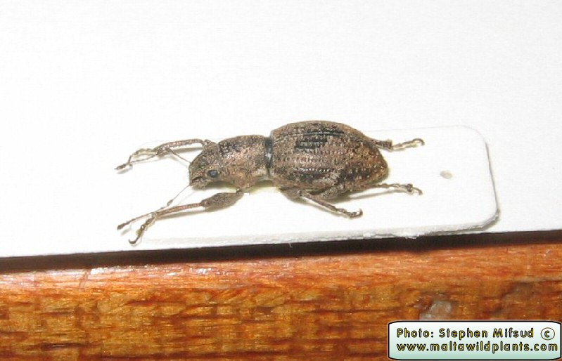 Naupactus cervinus (Fuller Rose Beetle). This page is part of www.MaltaWildPlants.com website by Stephen Mifsud, Malta