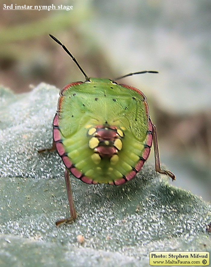Nezara viridula (Green Vegetable Bug ). This page is part of www.MaltaWildPlants.com website by Stephen Mifsud, Malta
